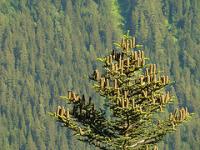 abies-alba.jpg