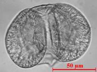 pollen-sapin.jpg