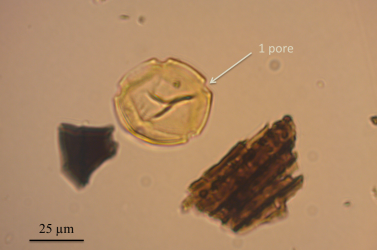 pterocarya-armenia.png