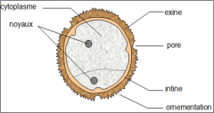 schema-d-un-grain-de-pollen.png